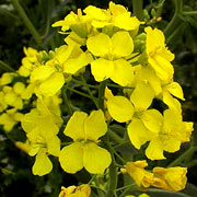 Huile de canola