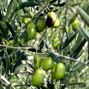 Huile d'olive